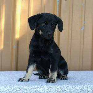 Joan Jett, Mixed Breed, puppy, available for adoption