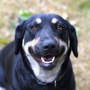 Natcha, Labrador Retriever, adult, available for adoption