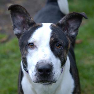 Elvis, Siberian Husky / Pit Bull Terrier, adult, available for adoption