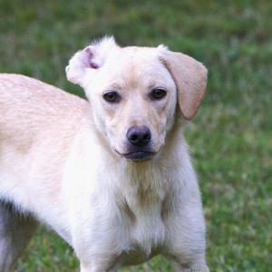 Venus, Labrador Retriever, puppy, available for adoption