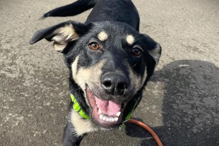 Jimi Hendrix, Mixed Breed, puppy, available for adoption