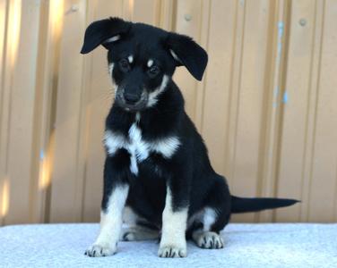 Jimi Hendrix, Mixed Breed, puppy, available for adoption