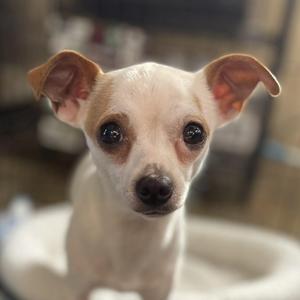 Bruiser, Chihuahua, young, available for adoption