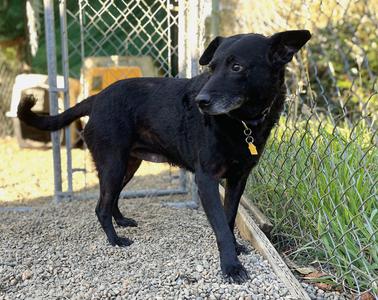Siri, Black Labrador Retriever, senior, available for adoption