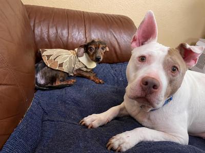 Gizmo and Oakley Bonded Pair, Chiweenie / Pit Bull Terrier, senior, available for adoption