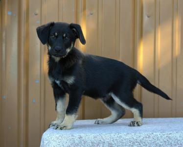 Bob Dylan, Mixed Breed, puppy, available for adoption