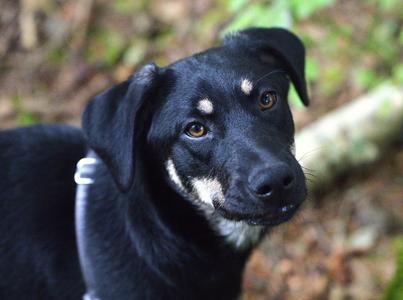 Bob Dylan, Mixed Breed, puppy, available for adoption