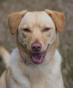 A close-up of a light-colored dog with floppy ears, a pink nose, and a happy expression, looking directly at the camera.