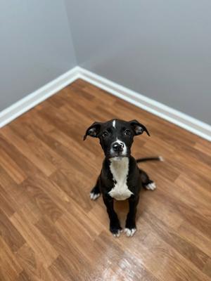 Thor, Terrier / Hound, puppy, available for adoption