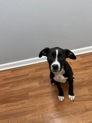 Astrid, Terrier / Hound, puppy, available for adoption