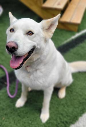 Aki, German Shepherd Dog / Husky, senior, available for adoption