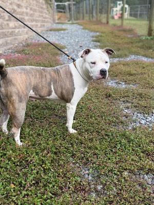 A brown and white dog standing on a grassy area with a leash attached to its collar. The dog has a muscular build and is looking towards the camera. The background includes a gravel path and some greenery.