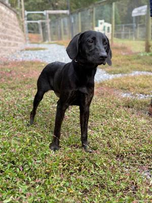 Willow, Labrador Retriever / Plott Hound, young, available for adoption