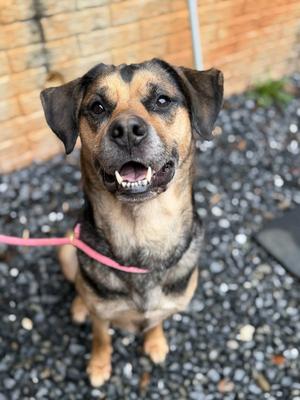 Whya, German Shepherd Dog / Rottweiler, adult, available for adoption