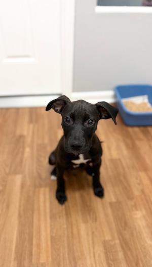 Odin, Terrier / Hound, puppy, available for adoption