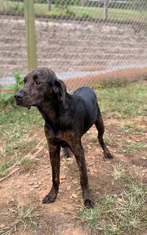 Winnie, Labrador Retriever / Plott Hound, young, available for adoption