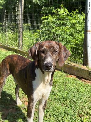 Bleu, Irish Setter / Hound, adult, available for adoption