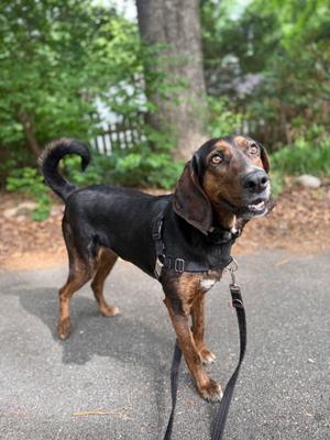 Poppy, Plott Hound, adult, available for adoption