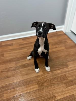 Freya, Terrier / Hound, puppy, available for adoption