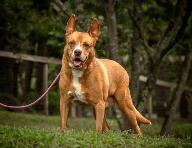 Monacan, Cattle Dog / Labrador Retriever, senior, available for adoption