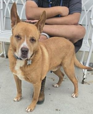Monacan, Cattle Dog / Labrador Retriever, adult, available for adoption