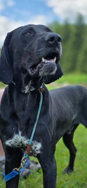 Bandit, Hound, young, available for adoption