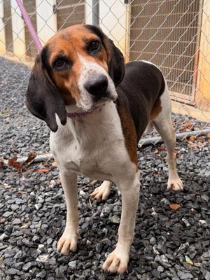 Miley, Hound, adult, available for adoption