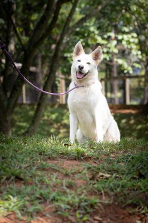 Aki, German Shepherd Dog / Husky, senior, available for adoption