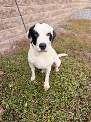 Panda, Great Pyrenees / Pointer, adult, available for adoption