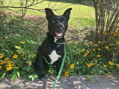 Rex, Husky / Pit Bull Terrier, adult, available for adoption