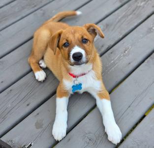 A brown and white puppy with floppy ears and a blue bone-shaped tag on its collar lying on a wooden deck.
