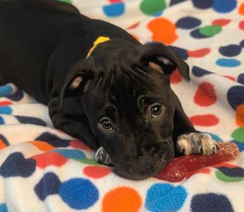 Bonnie Bramble, Terrier (Unknown Type, Medium), puppy, available for adoption