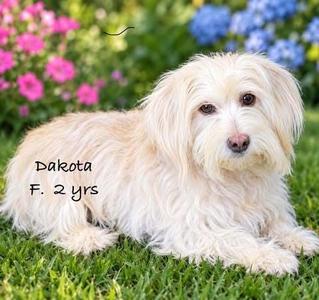 Dakota Dogwood, Terrier (Unknown Type, Medium), available for adoption