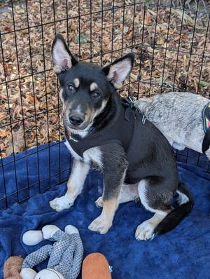Concord, Husky / 31 Flavors Mixes, puppy, available for adoption