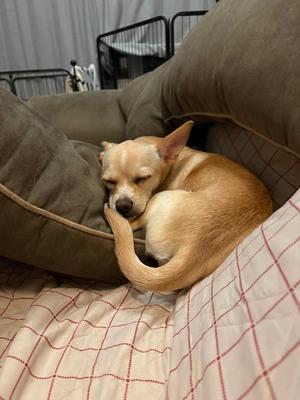 Angelita, Chihuahua, available for adoption