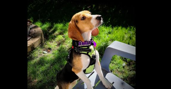 Asha Freegle, Beagle, available for adoption