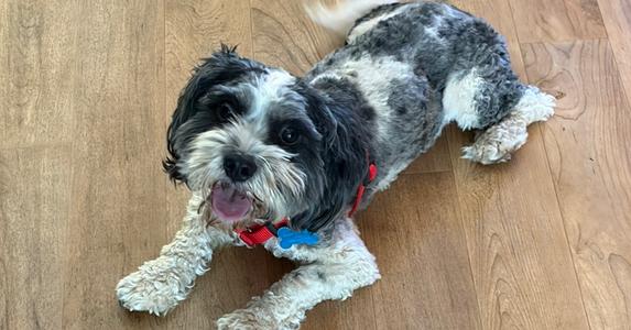 Bear Buckley, Cavalier King Charles Spaniel / Poodle (Standard), adult, available for adoption