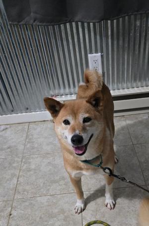 A Shiba Inu dog standing on a tiled floor, wearing a green collar and leash, with a corrugated metal wall in the background.