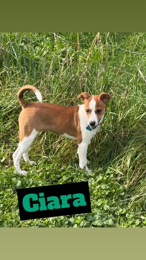 Ciara, Jack Russell Terrier, available for adoption