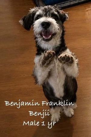 Benjamin Franklin, Schnauzer (Standard), available for adoption