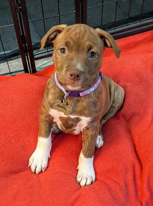 Betsy Bramble, Terrier (Unknown Type, Medium), puppy, available for adoption