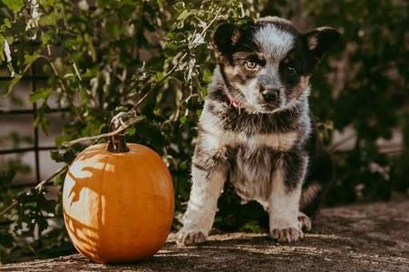 Andes, Blue Heeler, available for adoption
