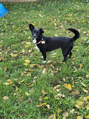 A black dog with a white chest and paws standing on a grassy area with scattered yellow leaves.
