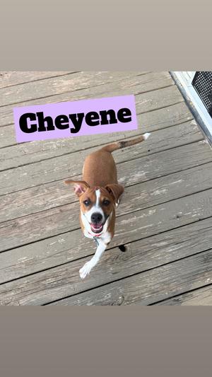 A brown and white dog named Cheyene is standing on a wooden deck, looking up at the camera with its mouth open and tongue out.