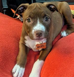Bailey Bramble, Terrier (Unknown Type, Medium), puppy, available for adoption