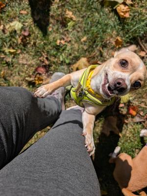 Calavera, Chihuahua, puppy, available for adoption