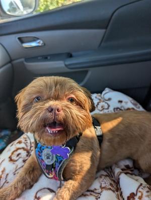Charleigh, Shih Tzu, adult, available for adoption