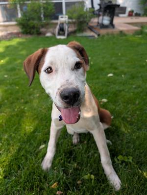 Cloudberry, Mixed Breed, young, available for adoption