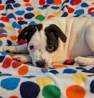 Benny Bramble, Terrier (Unknown Type, Medium), puppy, available for adoption