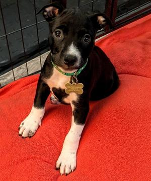 Bobby Bramble, Terrier (Unknown Type, Medium), available for adoption